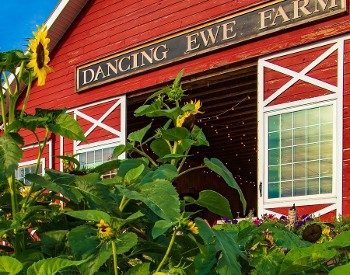 Dancing Ewe farm