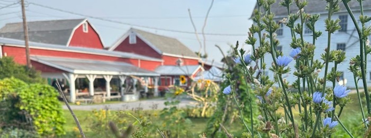 Red Barn Blue Flower