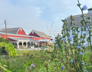 Red Barn Blue Flower