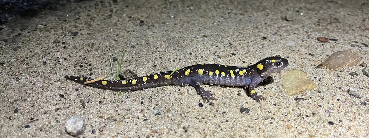 A spotted salamander walking across a sandy surface at night.
