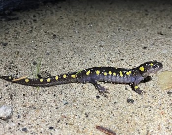 A spotted salamander walking across a sandy surface at night.