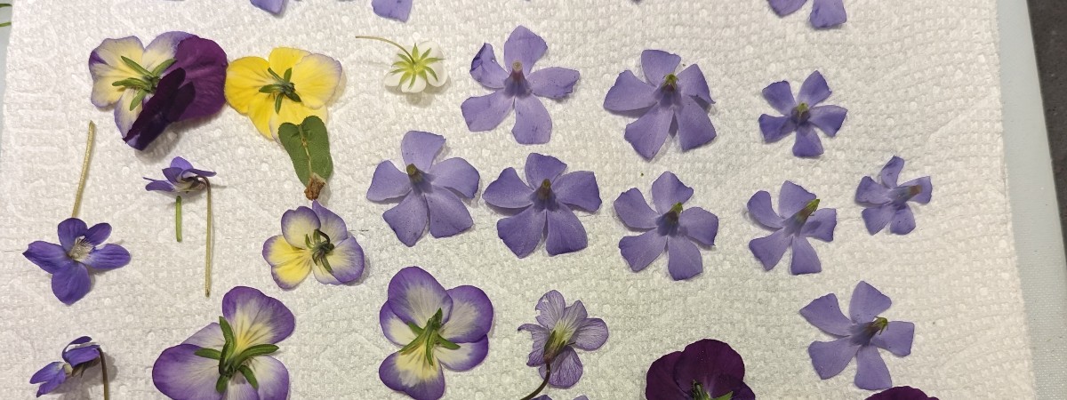 Purple pressed flowers