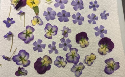 Purple pressed flowers