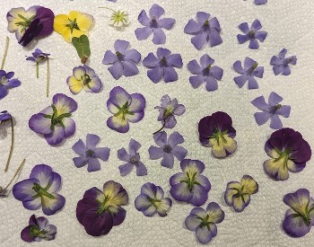 Purple pressed flowers