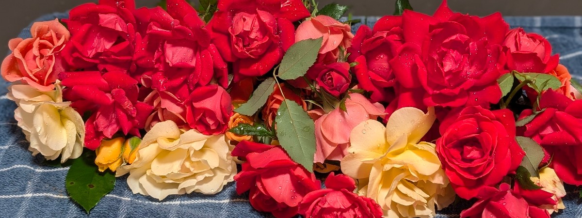 pile of fresh roses in red and yellow