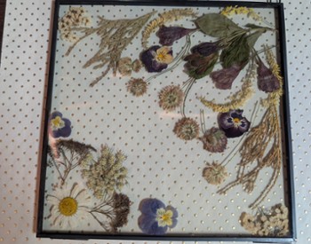 pressed flowers in a frame with a background of tiny dots