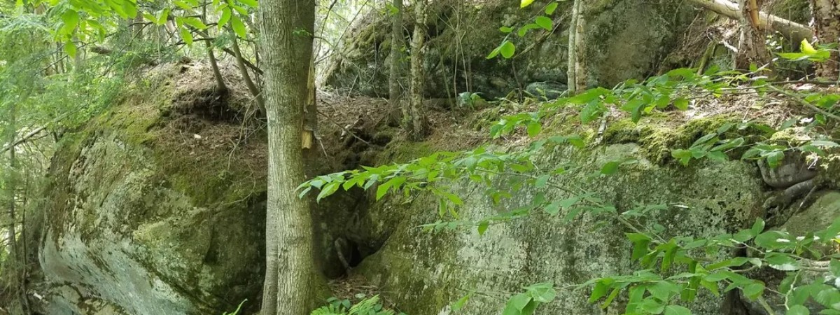 Large rocks covered in moss with trees surrounding them.