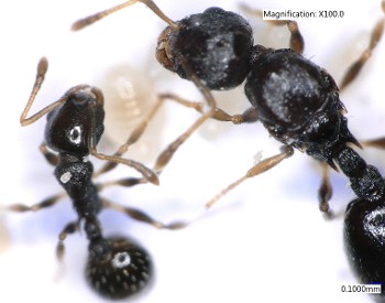 ants