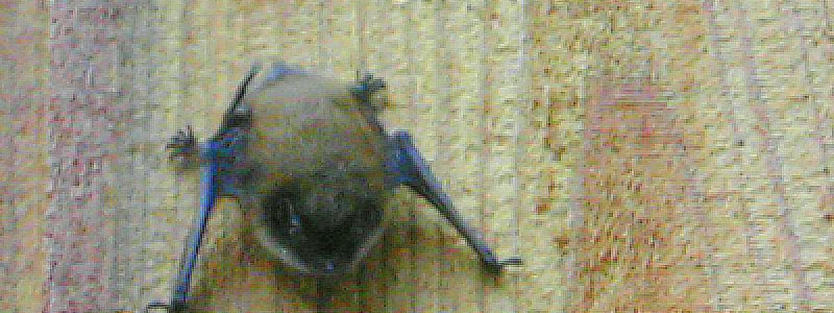 bat
