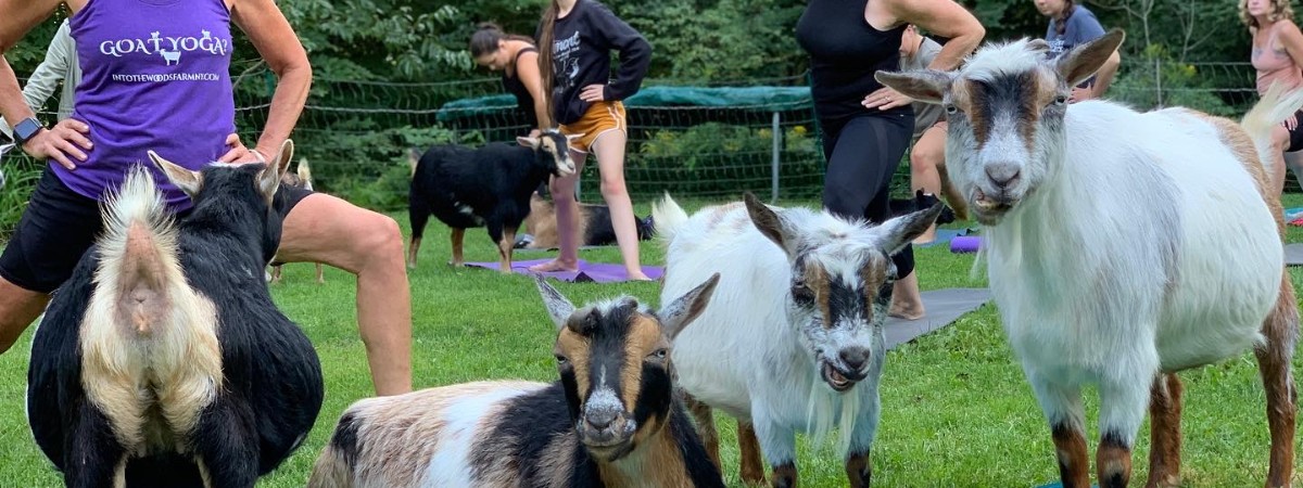 Goat Yoga at intothewoodsfarmny.com