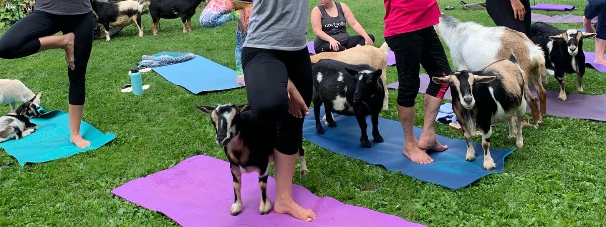 Goat Yoga at intothewoodsfarmny.com