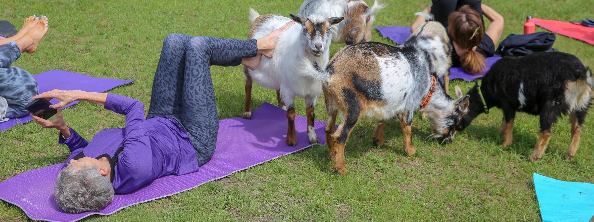 Goat Yoga at intothewoodsfarmny.com