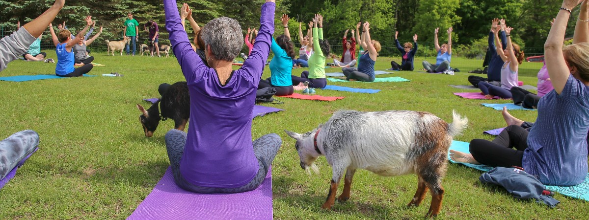 Goat Yoga at intothewoodsfarmny.com