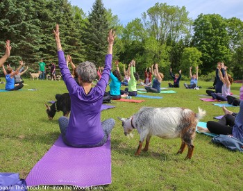 Goat Yoga at intothewoodsfarmny.com