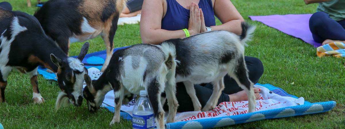 Goat Yoga at intothewoodsfarmny.com