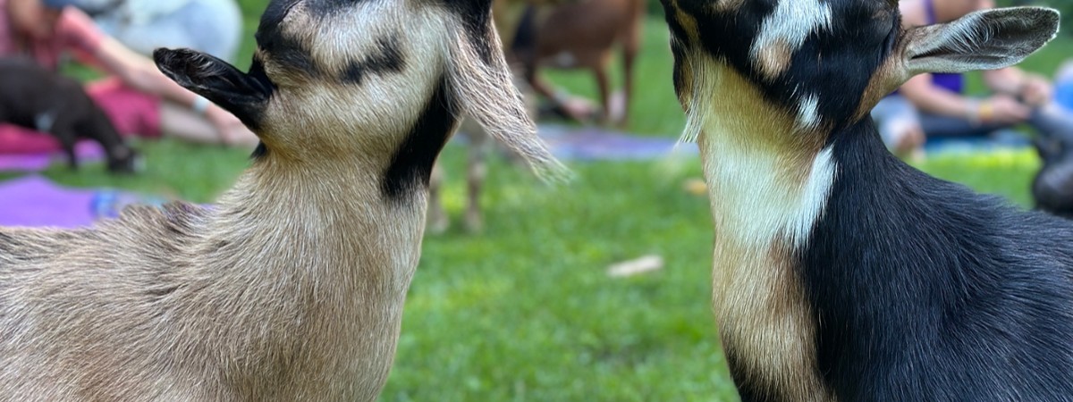 Goats & Grains at Dancing Grain