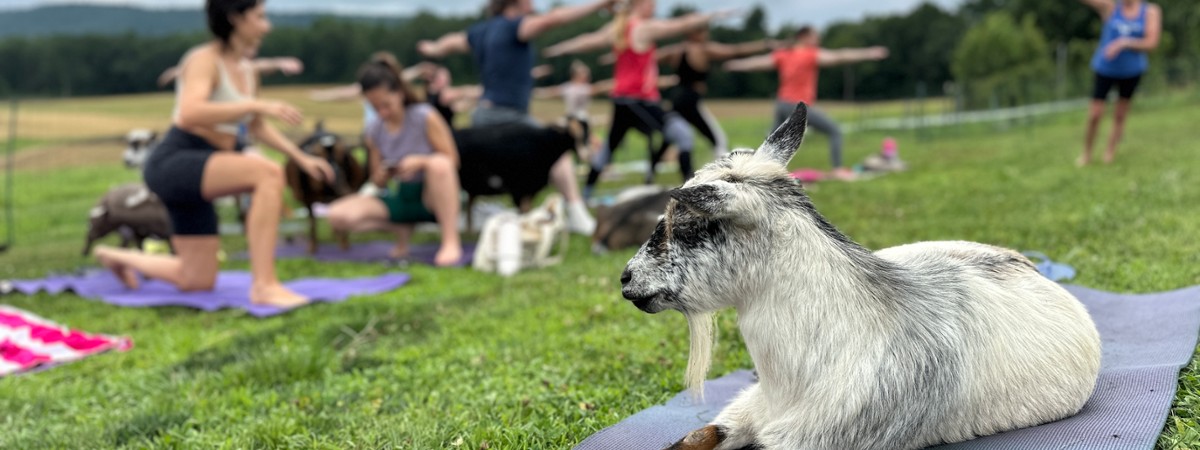 Goats & Grains at Dancing Grain