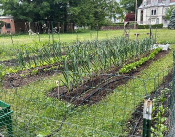 Garden June 2024