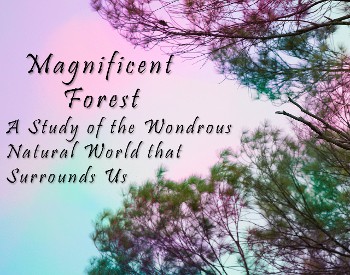 Magnificent