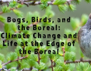 Bog and birds
