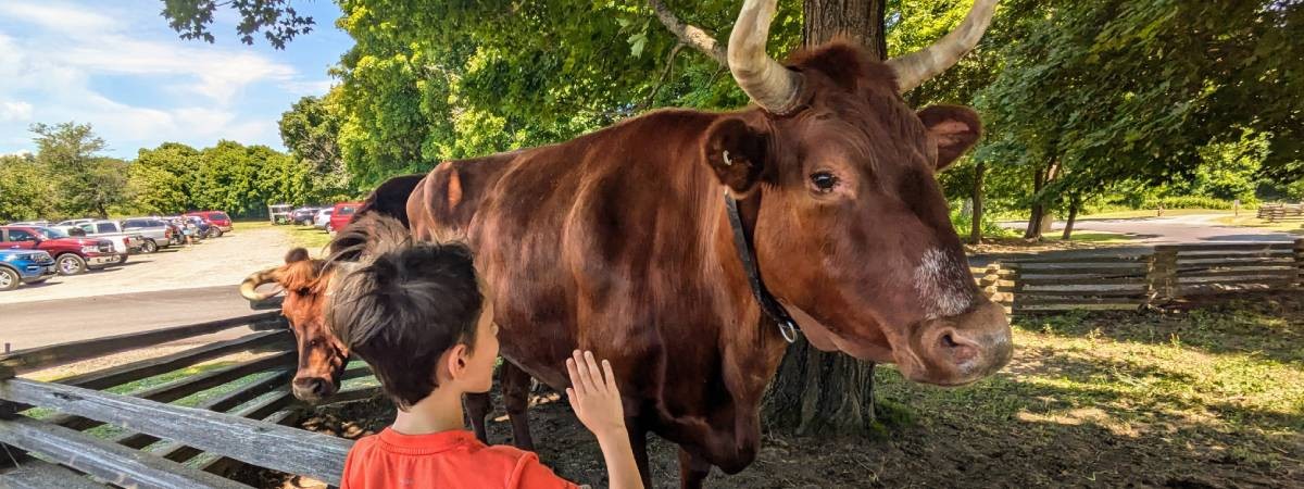 oxen at fort ticonderoga