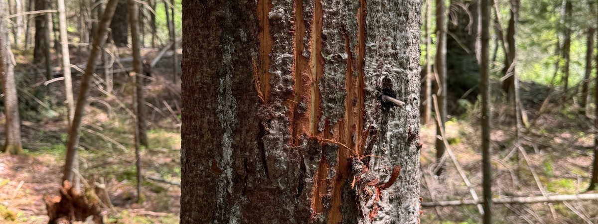 Bear Scratches on Tree