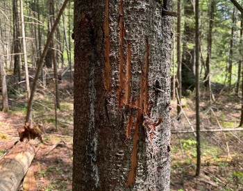 Bear Scratches on Tree