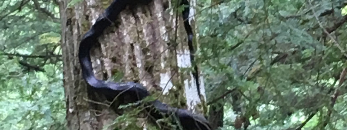 snake on tree