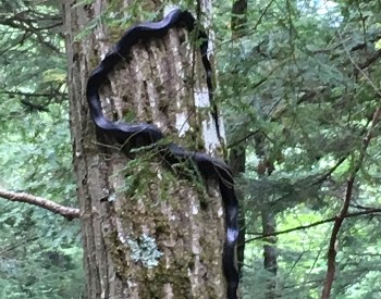 snake on tree