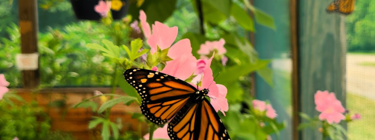 Monarch butterfly in Up Yonda Farm butterfly garden