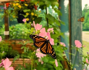 Monarch butterfly in Up Yonda Farm butterfly garden