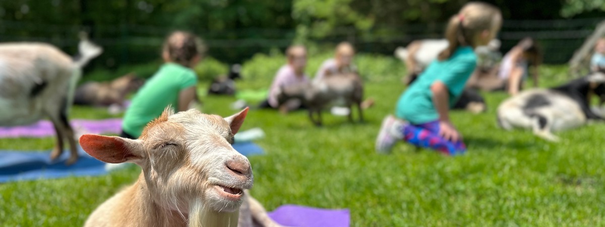 www.intothewoodsfarmny.com
