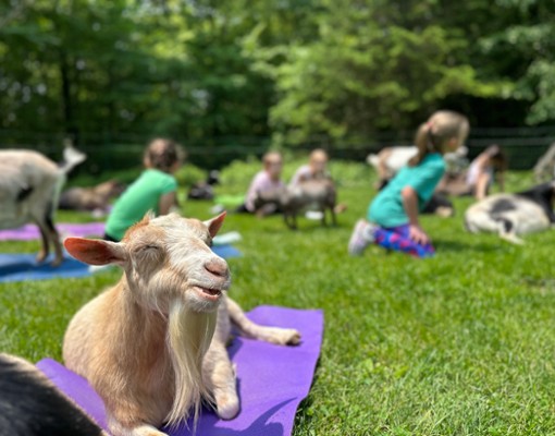 Goat Yoga NY at Into The Woods Farm