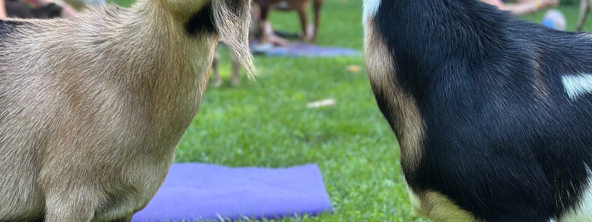 www.intothewoodsfarmny.com