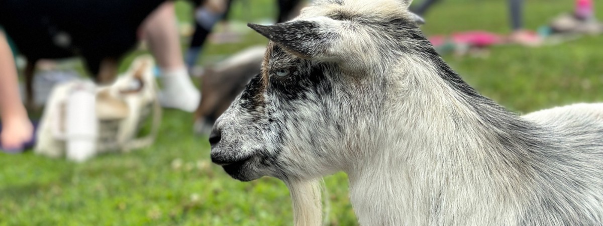 Goats & Grains at Dancing Grain