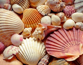 Variety of seashells