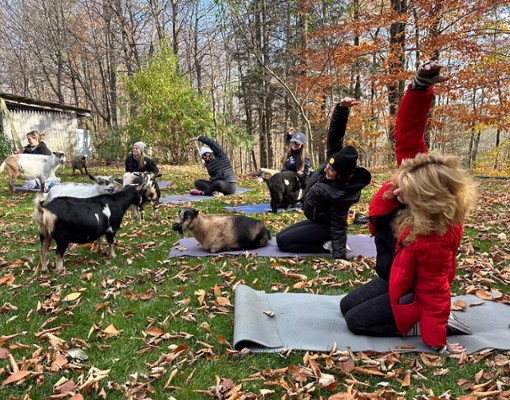 intothewoodsfarmny.com