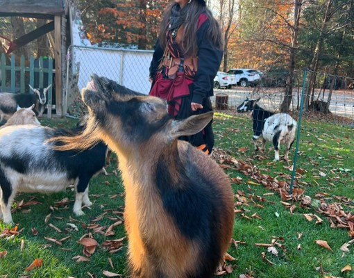 intothewoodsfarmny.com