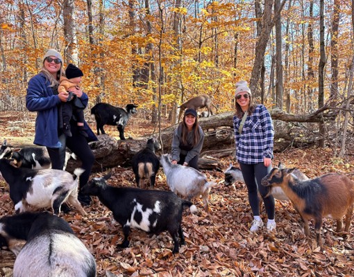intothewoodsfarmny.com