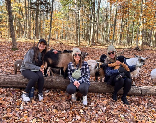 intothewoodsfarmny.com