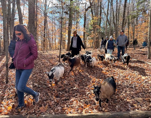 intothewoodsfarmny.com