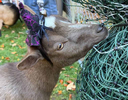 intothewoodsfarmny.com