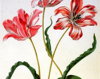 Three Tulips by Maria Sibylla Merian