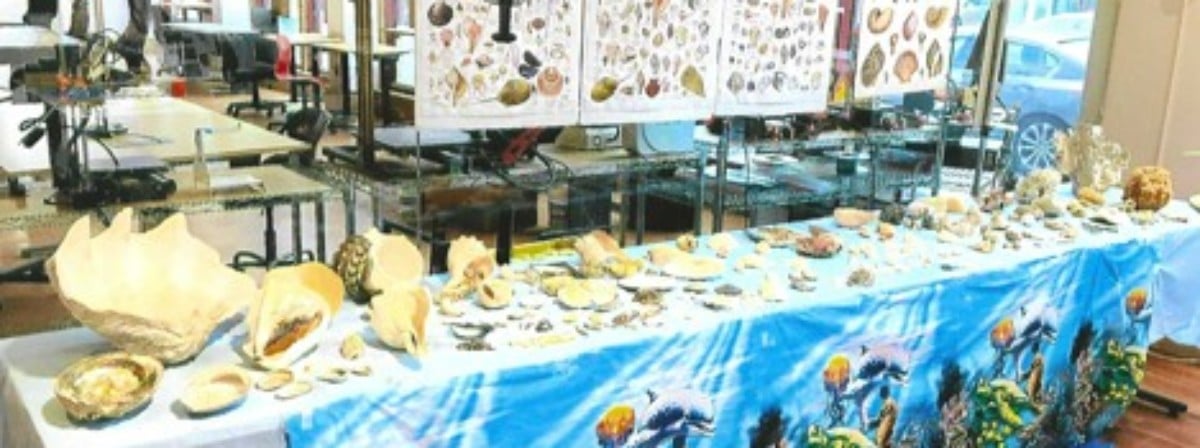 Partial view of shell exhibit