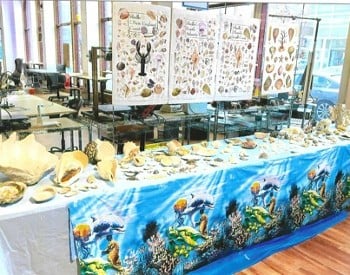 Partial view of shell exhibit