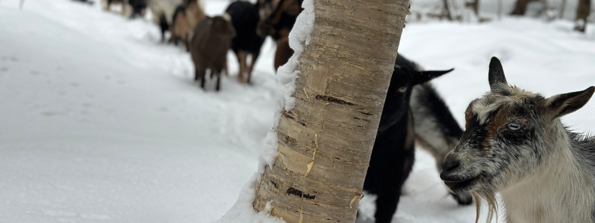 intothewoodsfarmny.com