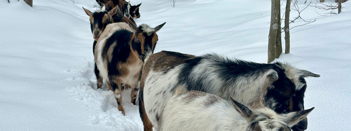 intothewoodsfarmny.com