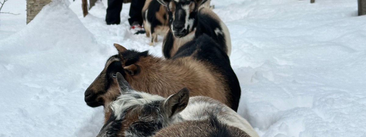 intothewoodsfarmny.com