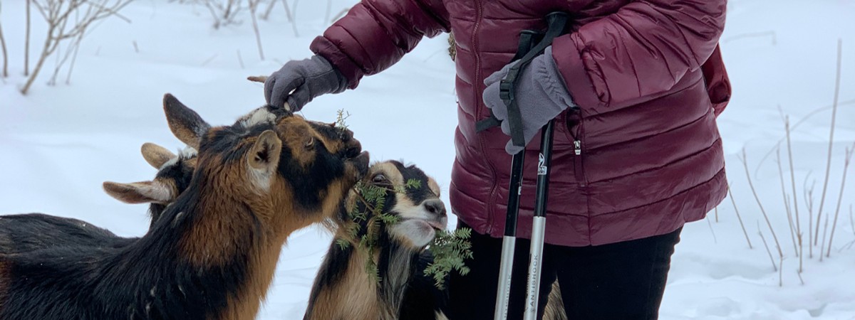 intothewoodsfarmny.com