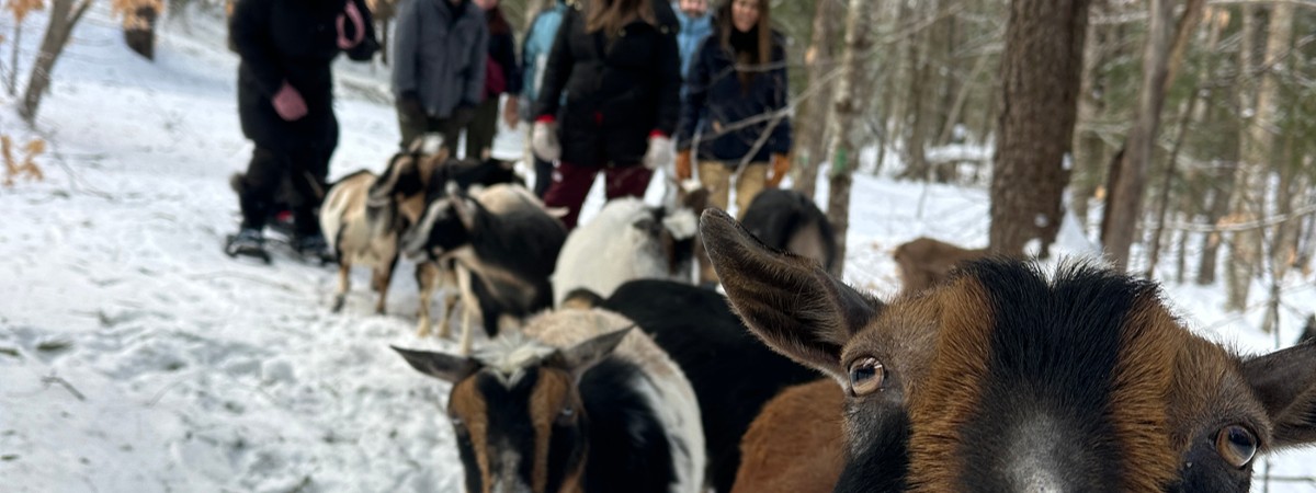 intothewoodsfarmny.com